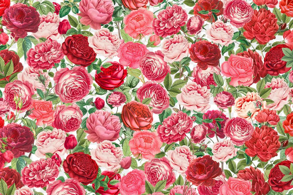 Pink rose png Valentine's flower pattern, transparent background