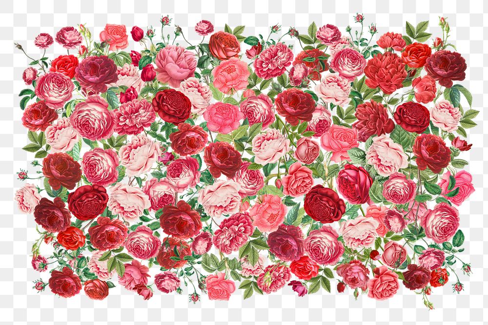 Pink Valentine's roses png, flower collage art on transparent background