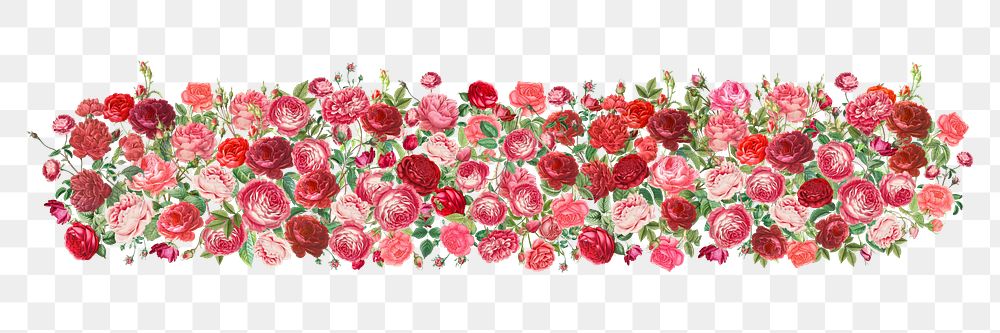 Valentine's rose flower png divider, pink illustration, transparent background