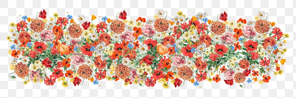 Summer flowers png divider, colorful botanical illustration, transparent background