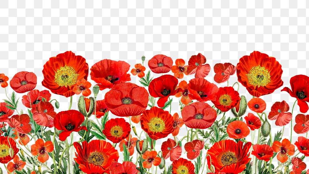 Red poppy flowers png border, transparent background