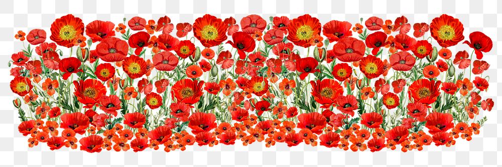 Red poppy png divider, Summer flower illustration, transparent background