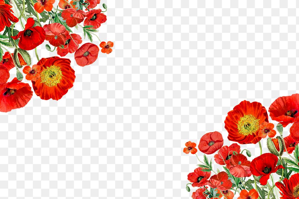 Summer poppy flower png border, transparent background