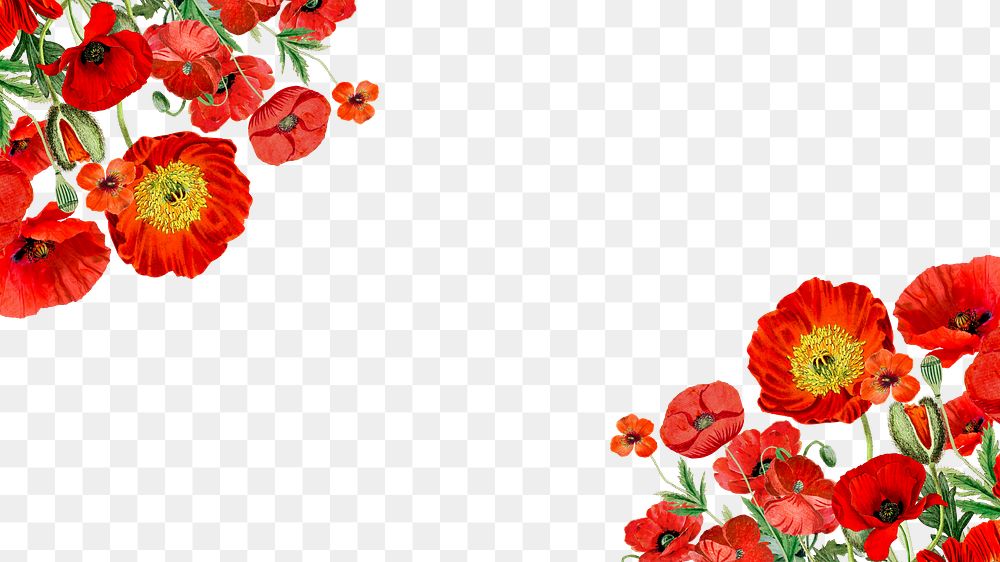 Summer poppy flower png border, transparent background