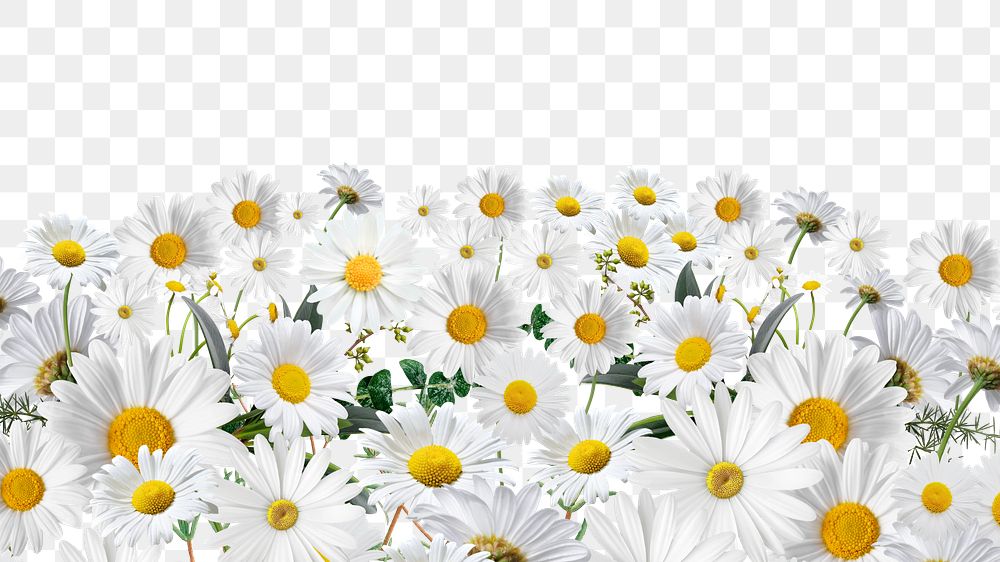 White daisy flowers png border, transparent background