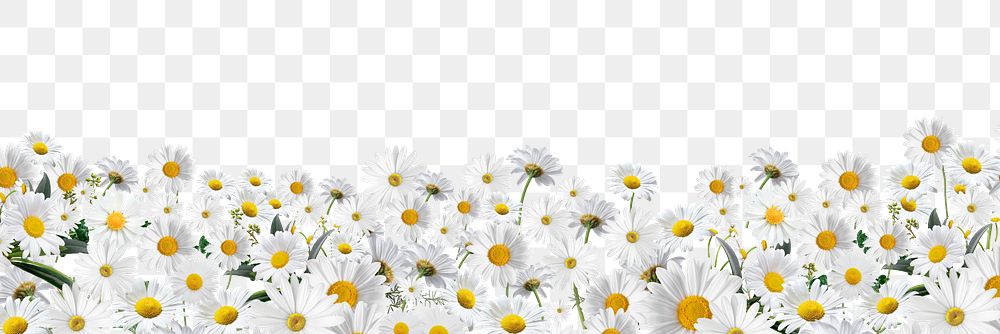 White daisy flowers png border, transparent background