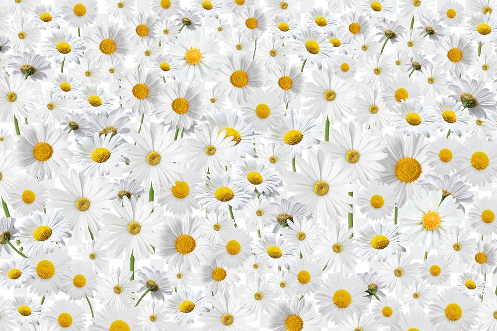 White daisy flower png, Spring floral collage art on transparent background