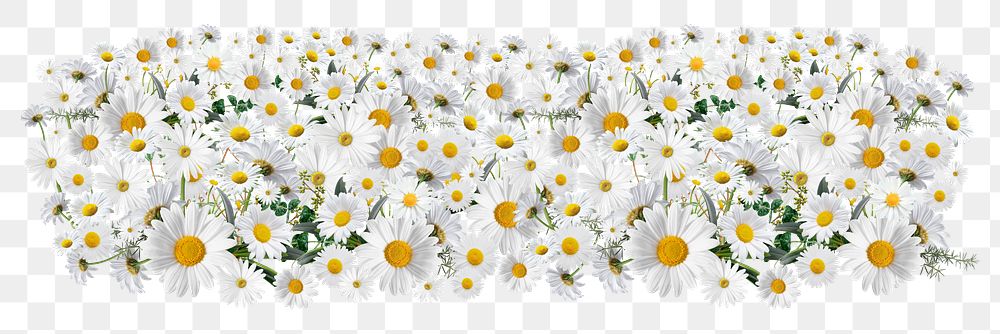 White daisy png divider, Spring flower illustration, transparent background