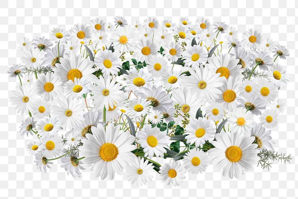 White daisy flower png, Spring floral collage art on transparent background