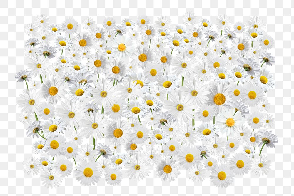 White daisy flower png, Spring floral collage art on transparent background