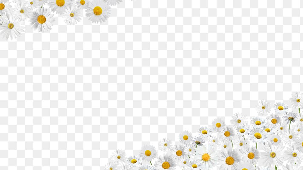 Aesthetic daisy flower png border, transparent background