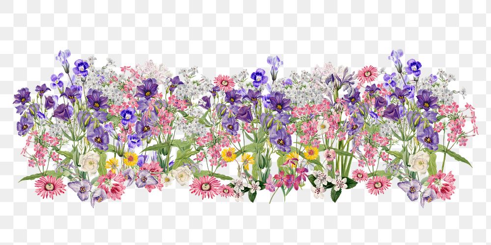 Aesthetic purple flower png divider, botanical illustration, transparent background
