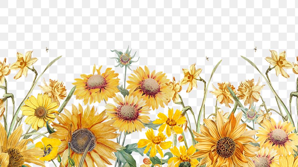 Spring sunflowers png border, transparent background