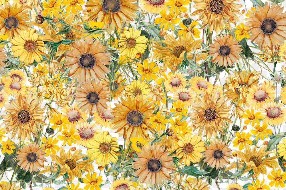 Yellow Spring flowers png aesthetic botanical, transparent background
