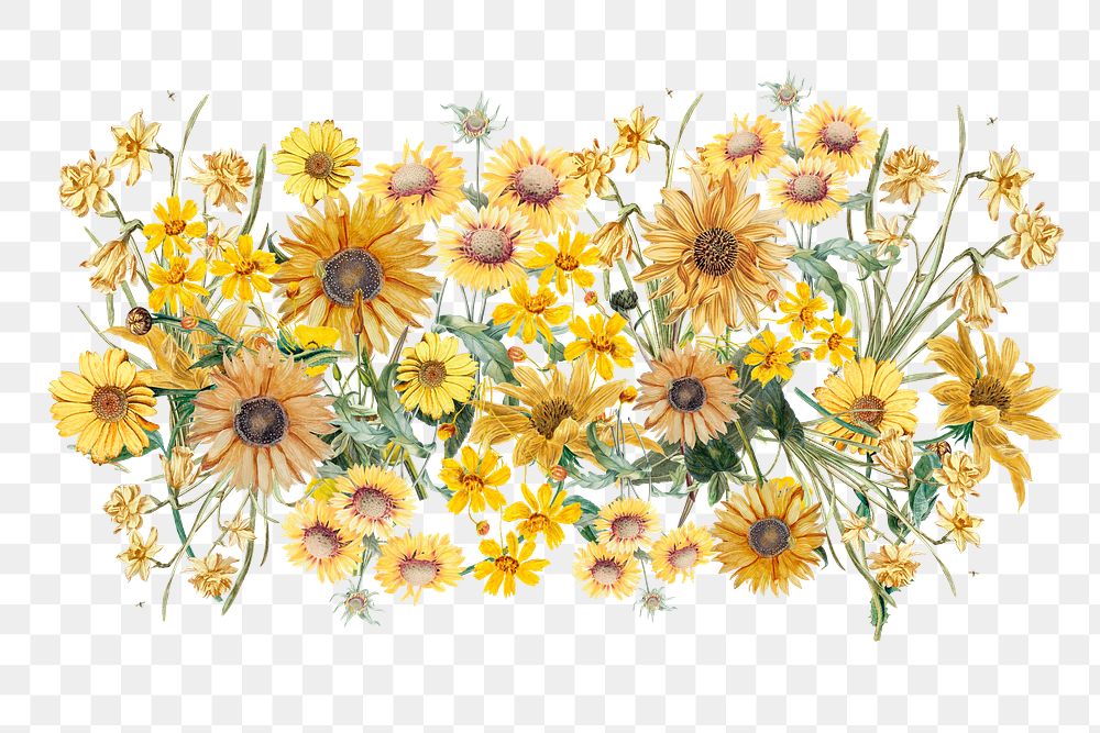 Colorful sunflower png divider, Spring floral illustration, transparent background