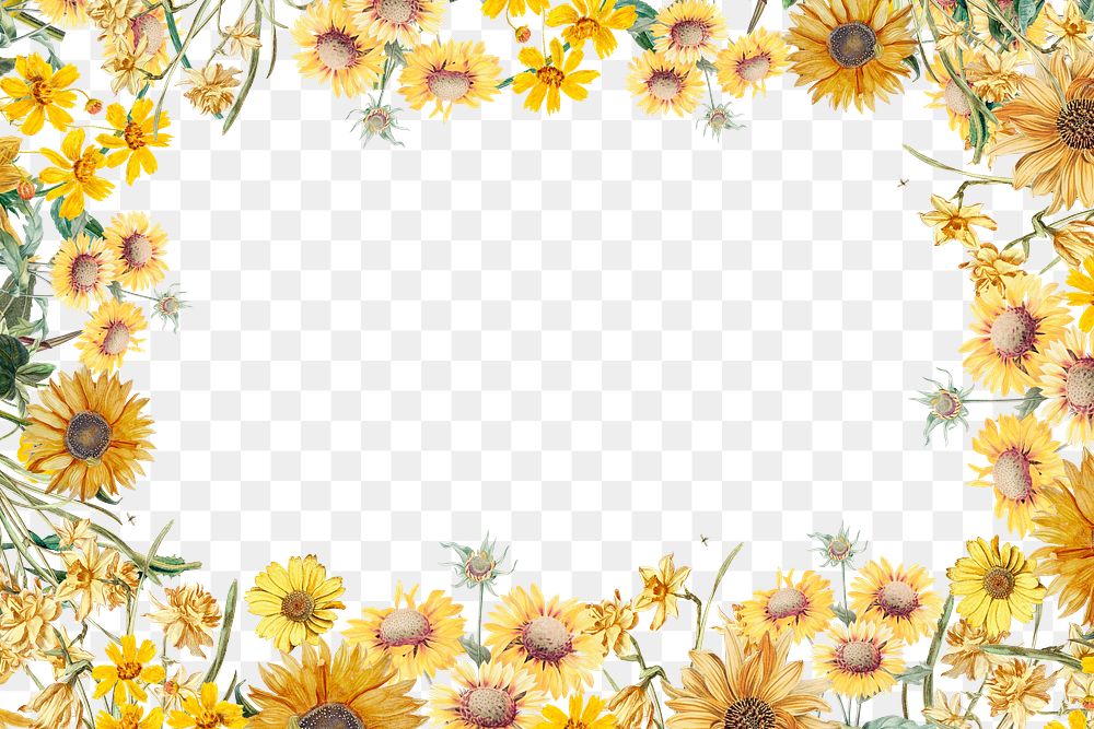 Spring sunflower png frame, transparent background