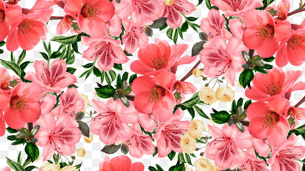 Red flowers png Spring azalea, transparent background