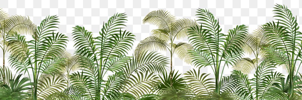 Palm trees png tropical, transparent background