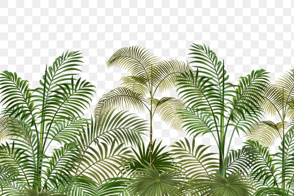 Palm trees png tropical, transparent background