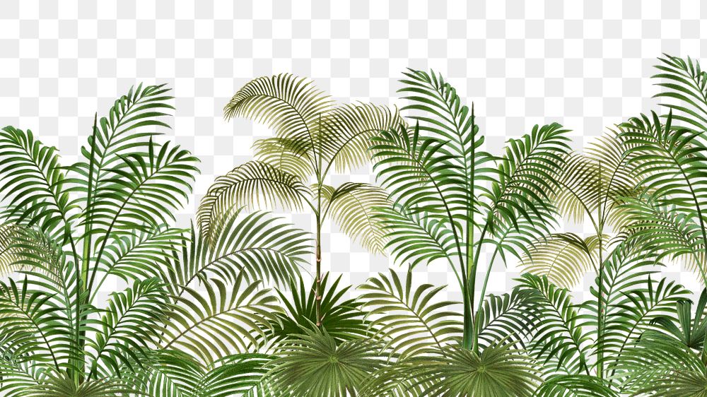 Palm trees png tropical, transparent background