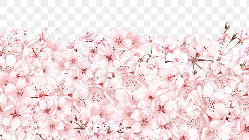 Cherry blossom flowers png border, transparent background