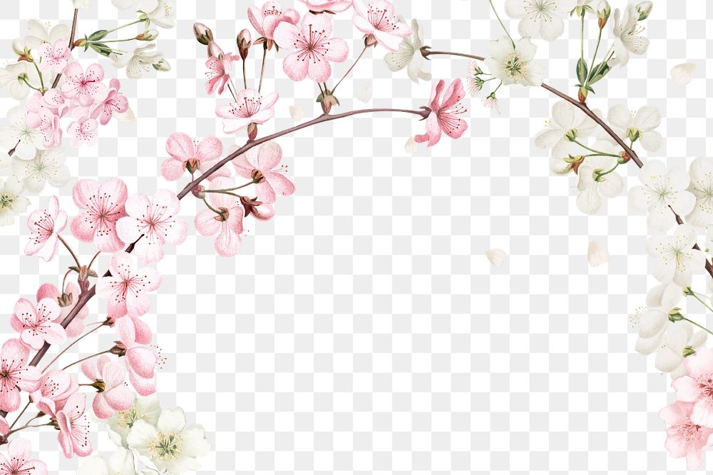 Spring cherry blossom png border, transparent background