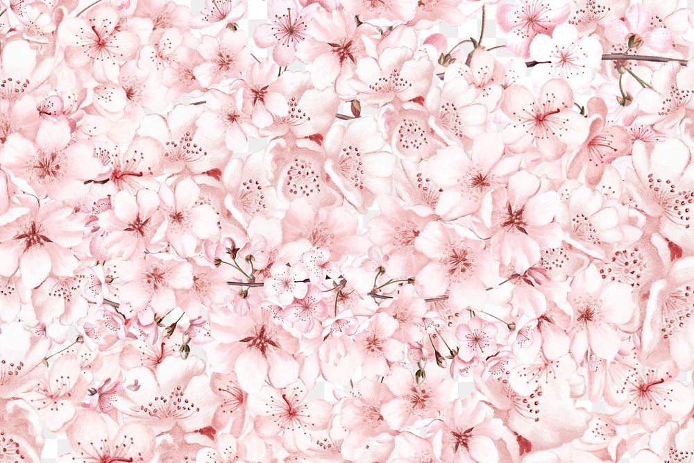 Japanese sakura png cherry blossom flower, transparent background