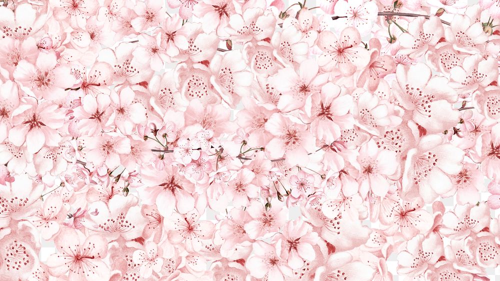 Japanese sakura png cherry blossom flower, transparent background