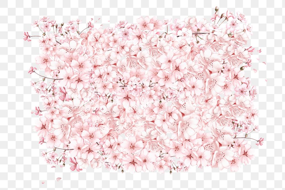 Japanese cherry blossom png, botanical collage art on transparent background