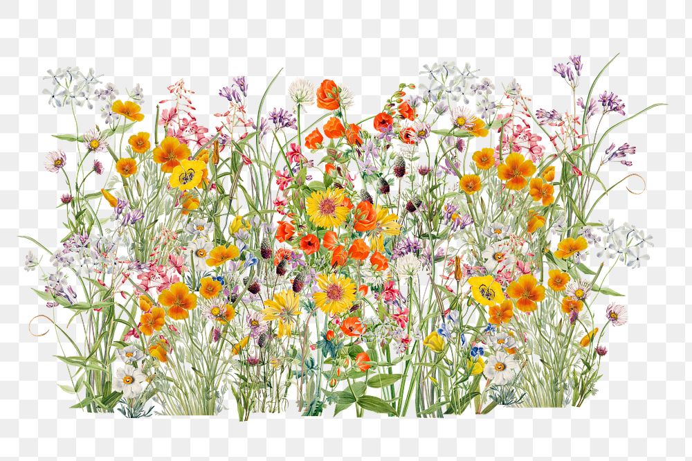 Spring wildflower png, colorful botanical collage art on transparent background