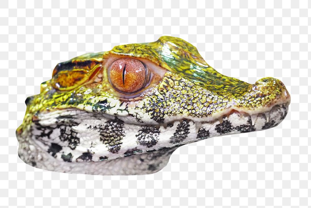 Alligator face png, design element, transparent background