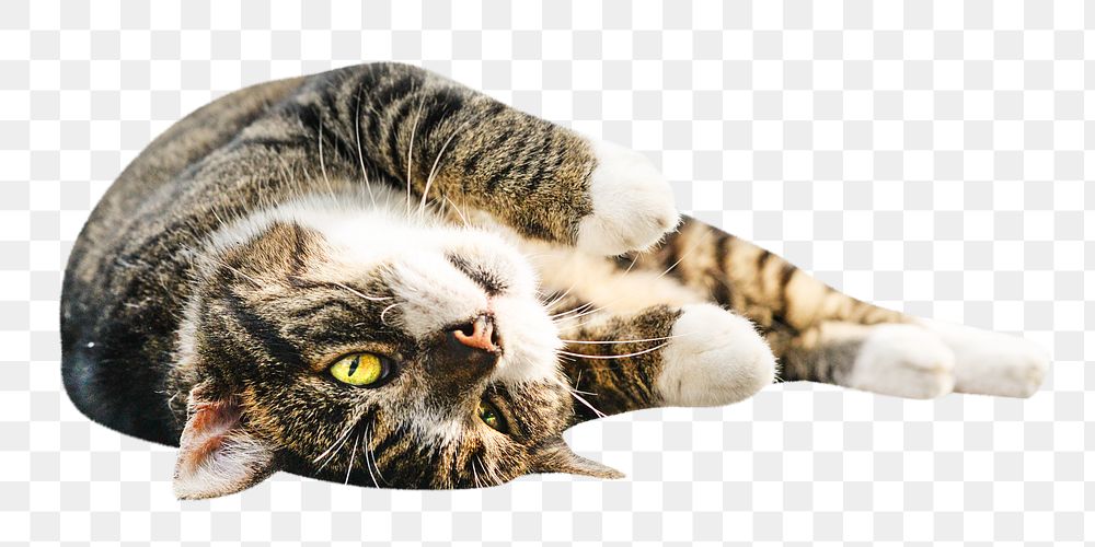 Cat png, lying down, isolated design, transparent background