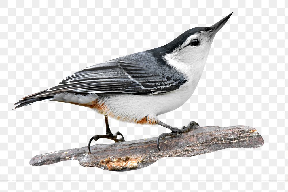 White nuthatch png, transparent background