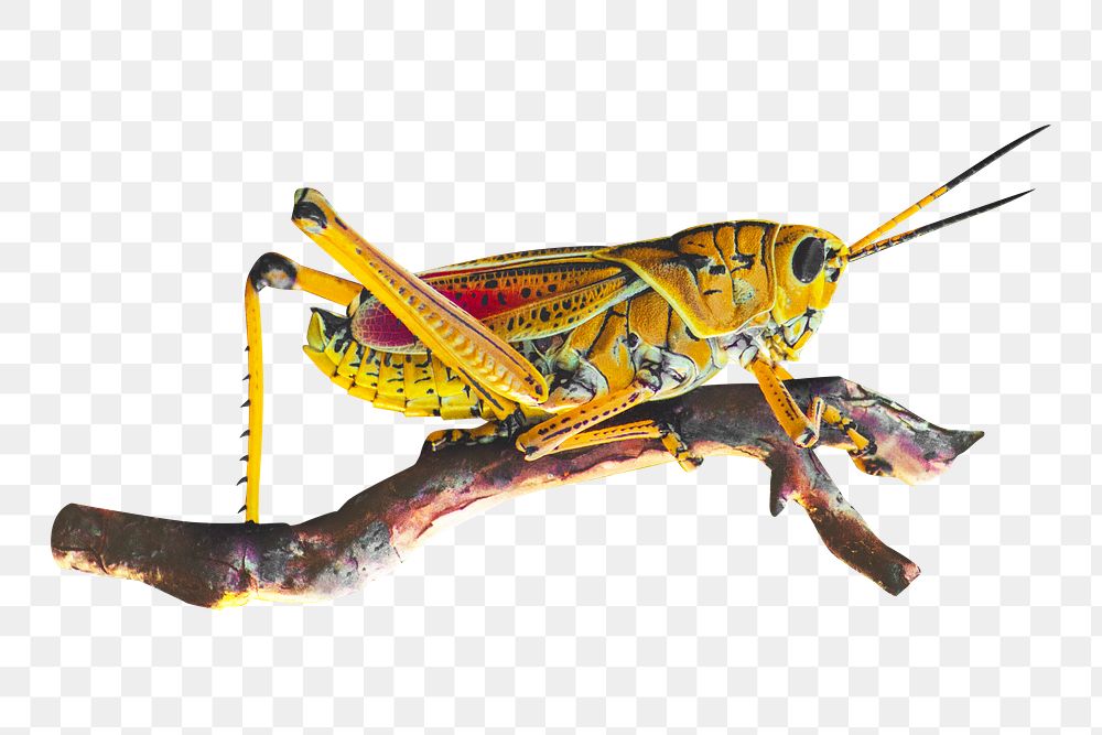 Yellow grasshopper png collage element, transparent background