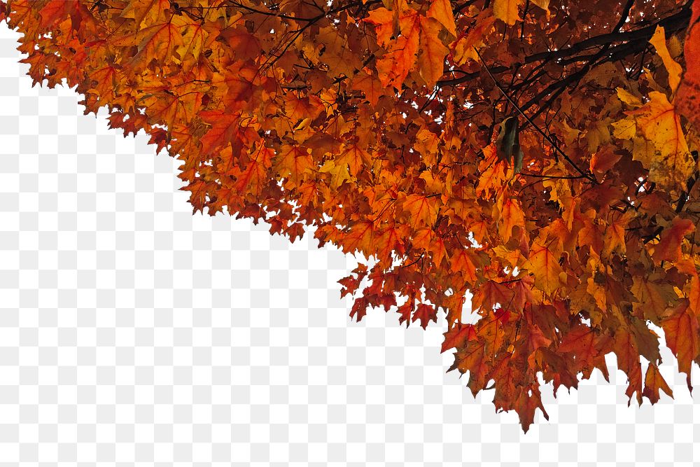 PNG Autumn maple leaves border, transparent background
