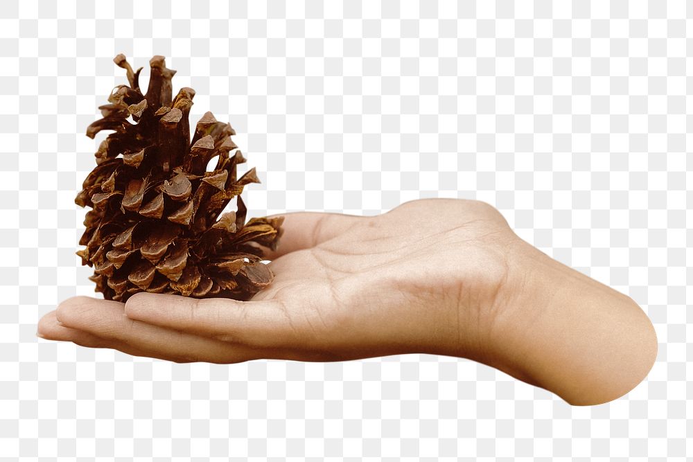 Hand presenting pine cone png, transparent background