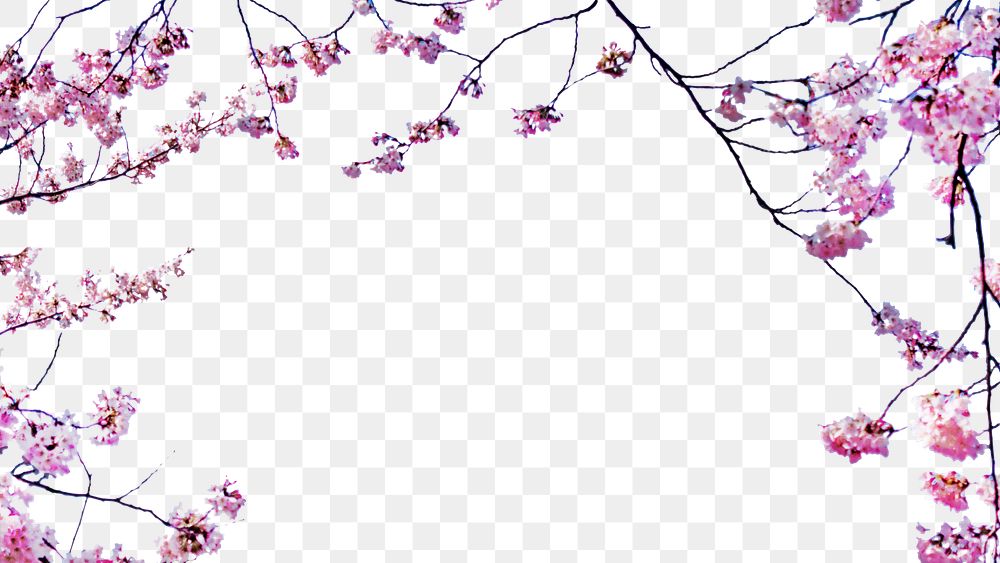 PNG Cherry blossom border, transparent background