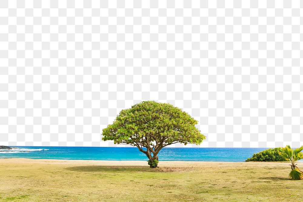 PNG Lone tree  border, transparent background