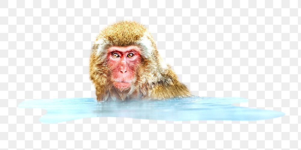 Snow monkey png, design element, transparent background