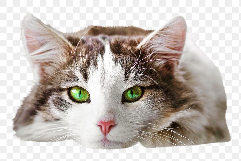 Furry cat png, isolated design, transparent background