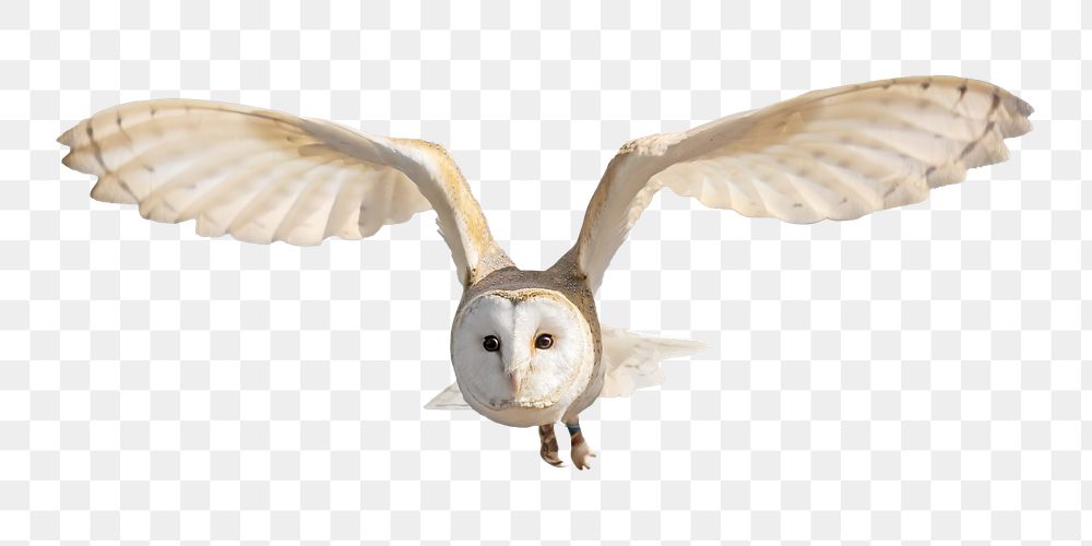 awl bird clipart flying