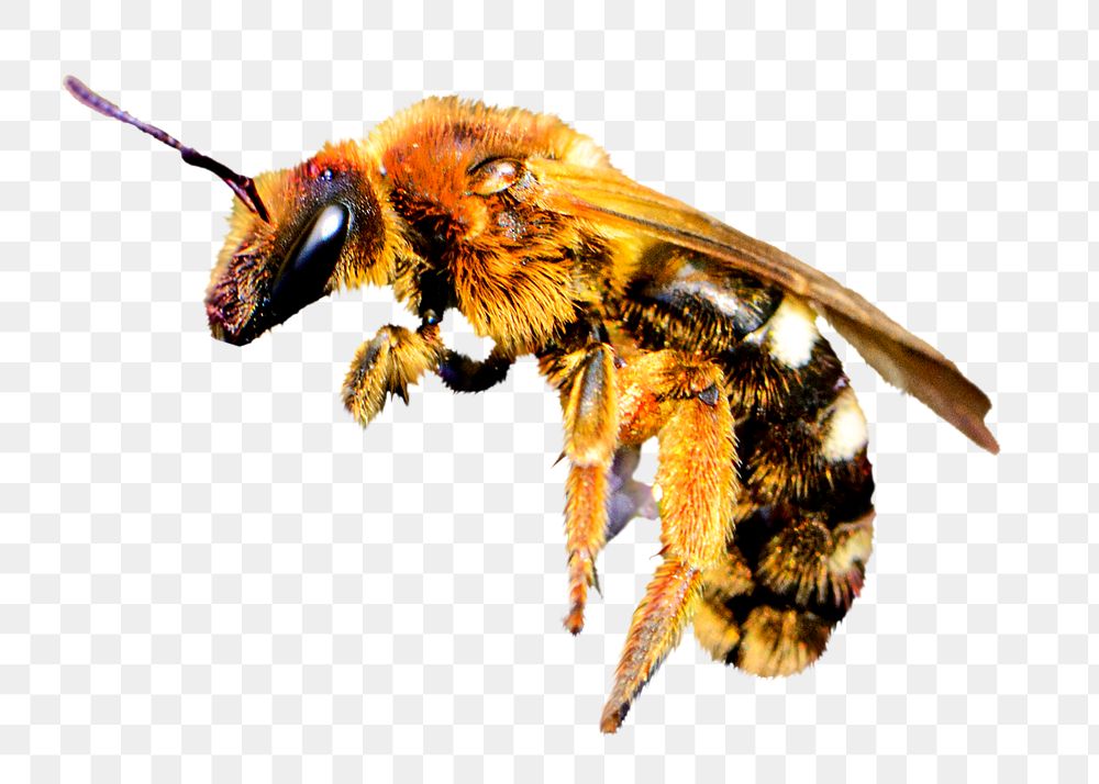 Honey bee png, design element, transparent background