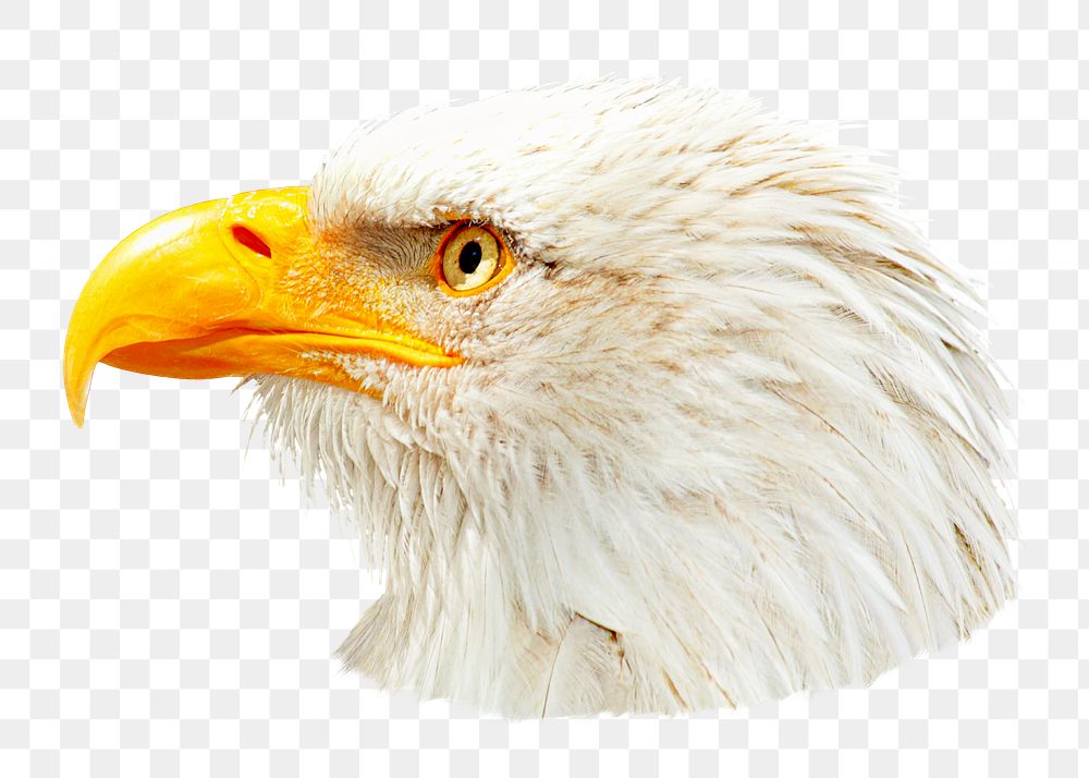 Bald eagle png, transparent background