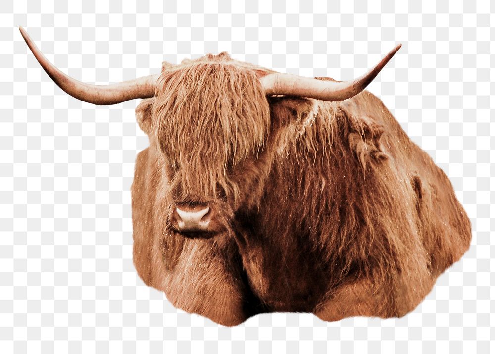 Highland cattle png, design element, transparent background