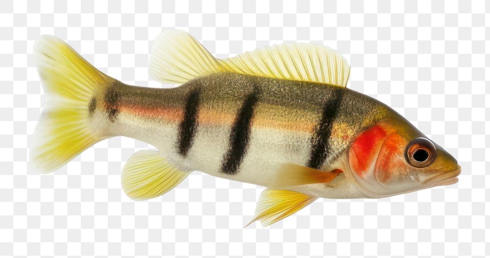 PNG European perch swimming animal fish. AI generated Image by rawpixel.