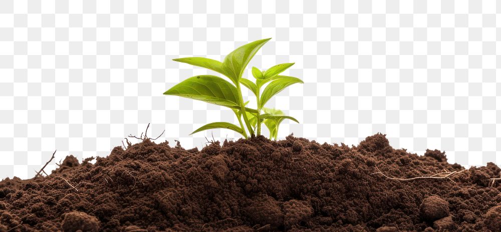 PNG Healthy soil plant leaf agriculture. AI generated Image by rawpixel.