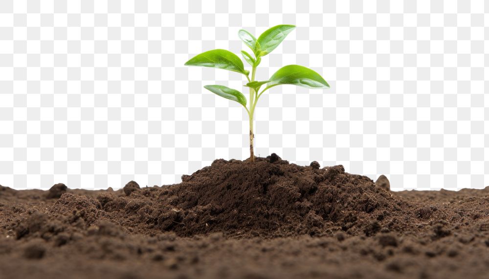 PNG Healthy soil plant leaf agriculture. 