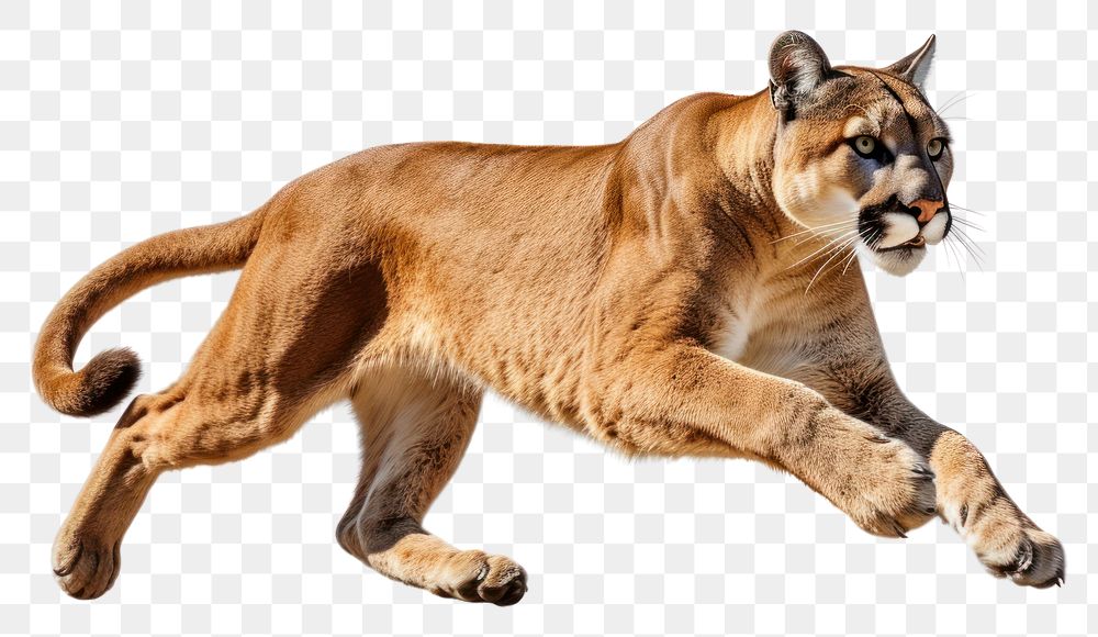 PNG Cougar wildlife mammal animal. AI generated Image by rawpixel.