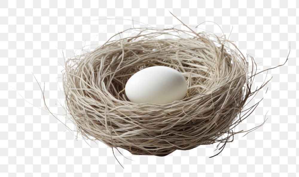 PNG Nest egg beginnings fragility. AI generated Image by rawpixel.