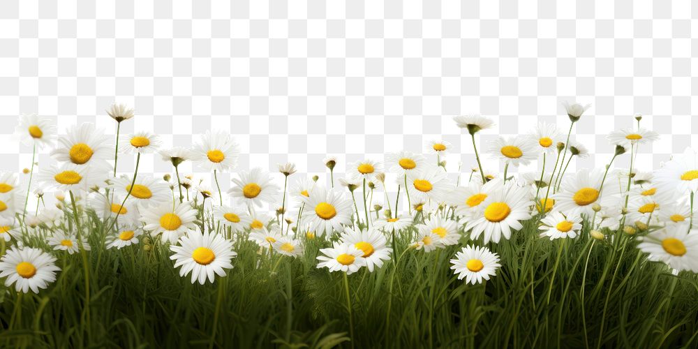 PNG Daisy Meadow backgrounds landscape outdoors